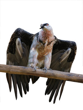 bearded vulture sitting on a tree branch isolated on white background