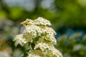新緑の中で咲く白いコデマリの可憐な花