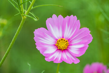 緑の背景に映えるピンク色のコスモスの花