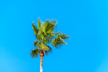 青空に伸びる一本のヤシの木の夏風景