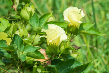 畑で咲く淡い黄色の綿花の花