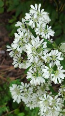 white flower in thr park blooming  bueaty and fresh 