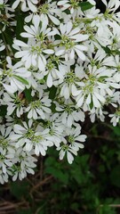 white flower in thr park blooming  bueaty and fresh 