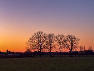 Silhouetted Trees at Sunset in Rural Landscape