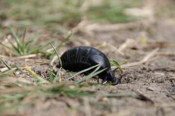 Weiblicher &Ouml;lk&auml;fer