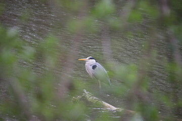 Graurreiher durch das Dickicht