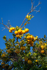 Orange trees growing in the old town of Faro,Algarve,Portugal.