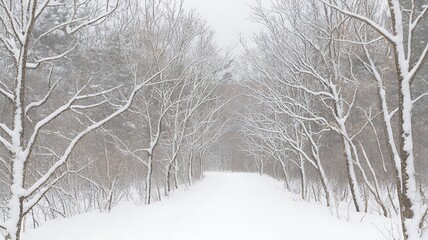 Snow-covered path lined with bare trees in a winter forest image photo