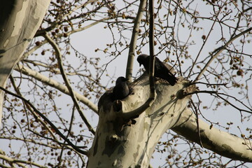 P&auml;rchen Dohlen bei und in einer Baumh&ouml;hle