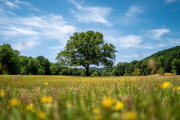 Serene Landscape with Lush Green Meadow and Tall Tree under Blue Sky