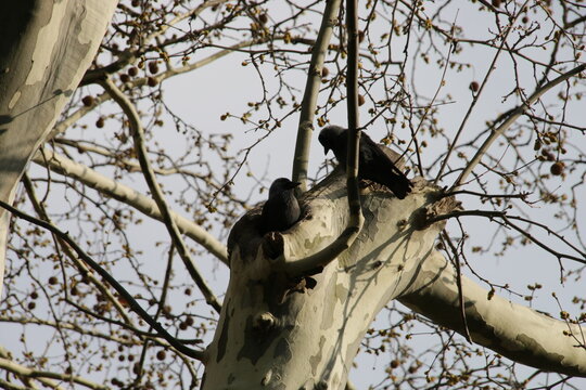 P&auml;rchen Dohlen bei und in einer Baumh&ouml;hle