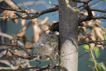 Weiblicher Buchfink f&uuml;ttert ihr K&uuml;ken