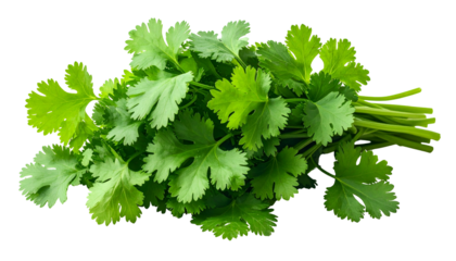 Fresh, vibrant green cilantro leaves, tightly bundled with visible stems, isolated on black