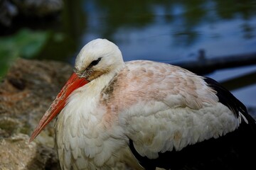 水辺で休むシュバシコウ　ネオパークオキナワ