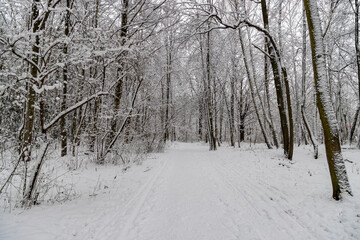 Snowy forest trail with bare trees and ski tracks © night87