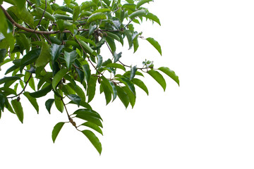 Green tree branches isolated on white