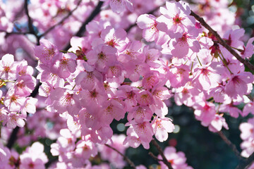 Fototapeta premium 京都 平野神社 美しい枝垂れ桜（しだれ桜）コピースペースあり（日本京都府京都市）Beautiful weeping cherry blossoms at Hirano Shrine in Kyoto,copy space available (Kyoto City, Kyoto Prefecture, Japan)