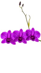 Three vibrant purple orchids on stem