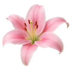 Pink Lily Flower Isolated on Transparent Background