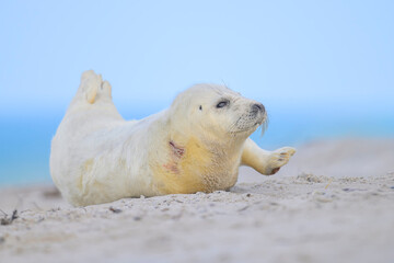 Kegelrobbe Halichoerus grypus grey seal