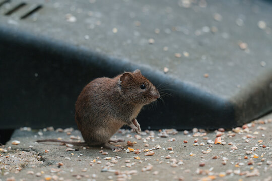 Field vole sat surrounded by seeds