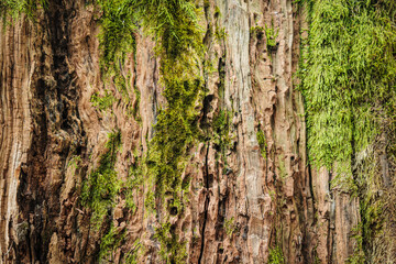 Obraz premium Detailed view of moss growing on old tree bark in Imereti, Georgia. Natural texture from a damp forest environment, ideal for backgrounds and ecological themes