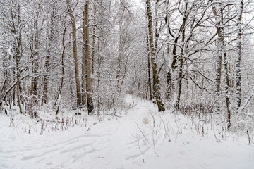 Fototapeta premium snowy forest trail amid bare birch trees, winter scene