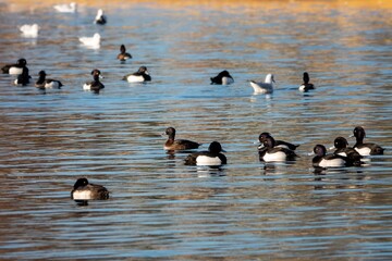 Naklejka premium the tufted duck Aythya fuligulaa medium sized diving duck
