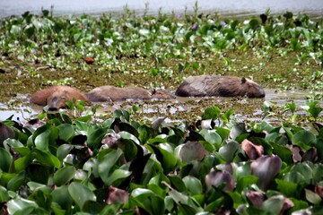 Obraz premium animal capivara - hydrochoerus hydrochaeris
