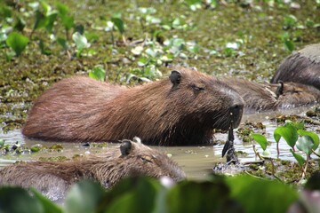 animal capivara - hydrochoerus hydrochaeris