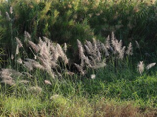 Natural background is grass field in Thailand  outdoor park