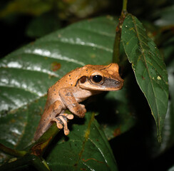 Obraz premium Amazonian brown frog resting on green leaf in tropical rainforest.