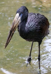 African openbill