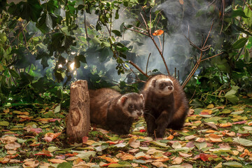 two domestic ferret, pet 