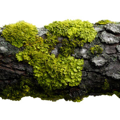 Lichen Parmeliaceae on pine bark, closeup isolated on transparent background