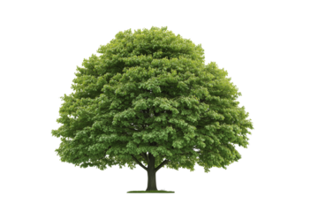 A healthy and vibrant green deciduous tree with dense foliage isolated for design elements
