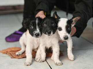 three small black and white puppies sitting close together on the floor in shelter for mongrels. Adorable homeless sibling dogs. young puppies posing side by side. Concept of family, and pet adoption.