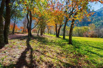 Obraz premium Maple tunnel, with maple leaves displaying vibrant green, red, and yellow colors