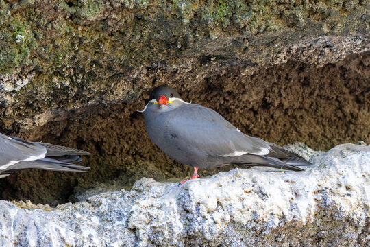 Male Inca Tern (Larosterna inca) - Common along the rocky Pacific coasts of Peru and Chile
