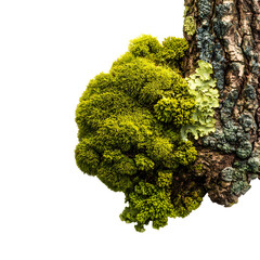 Lichen Parmeliaceae on pine bark, closeup isolated on transparent background