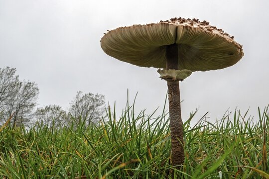 Mushroom, giant umbrella mushroom, parasol (Macrolepiota procera), frog perspective, standing in the grass, Mecklenburg-Western Pomerania, Germany