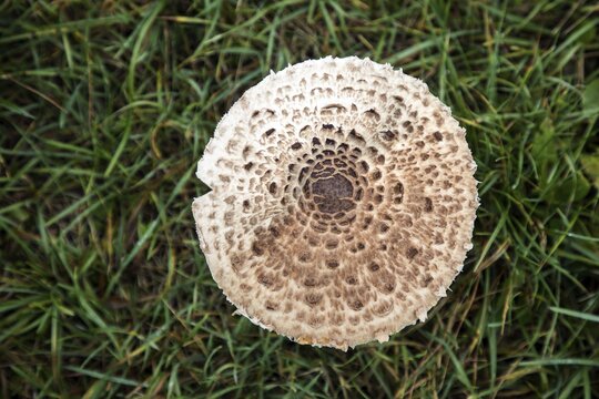 Mushroom, giant parasol (Macrolepiota procera), standing in the grass, top view, Mecklenburg-Western Pomerania, Germany