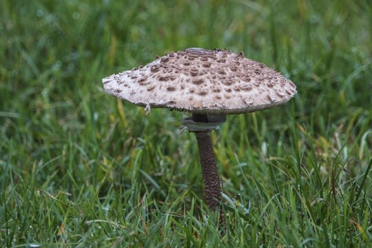 Mushroom, giant parasol (Macrolepiota procera), standing in the grass, Mecklenburg-Vorpommern, Germany