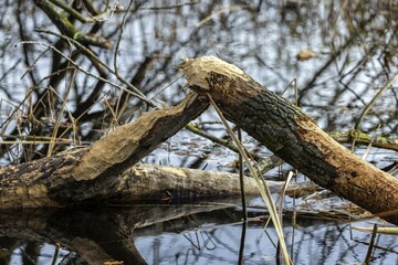 Tree felled by beaver, Darßwald, Darß, Fischland-Darß-Zingst, Western Pomerania Lagoon Area National Park, Mecklenburg-Western Pomerania, Germany