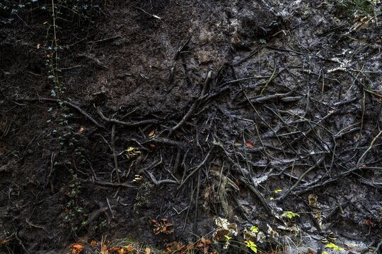 Roots of a fallen tree, Dar&szlig;wald, Dar&szlig;, Fischland-Dar&szlig;-Zingst, Western Pomerania Lagoon Area National Park, Mecklenburg-Western Pomerania, Germany