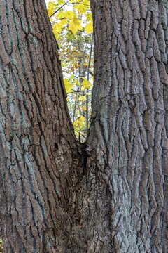 Tree trunk with furrowed bark, V-shaped, Dar&szlig;wald, Dar&szlig;, Fischland-Dar&szlig;-Zingst, Western Pomerania Lagoon Area National Park, Mecklenburg-Western Pomerania, Germany