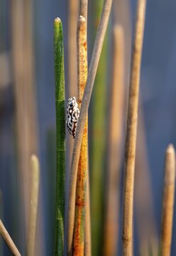 Marble reed frog (Hyperolius marmoratus), white patterned frog sitting on a papyrus, Xakanaxa Lagoon, Okavango Delta, Moremi Game Reserve, Botswana