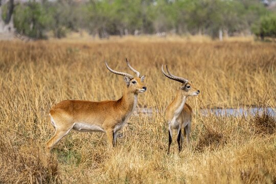 Letschwe or lychee moor antelope (Kobus leche), adult male, Xakanaxa, Okavango Delta, Moremi Game Reserve, Botswana