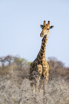 Angola giraffe (Giraffa giraffa angolensis), Etosha National Park, Namibia