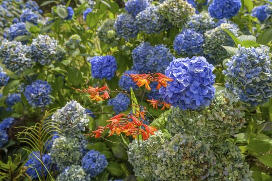 Blue hydrangea flowers, National Botanic Gardens, Kilmacurragh, Dunganstown, County Wicklow, Ireland